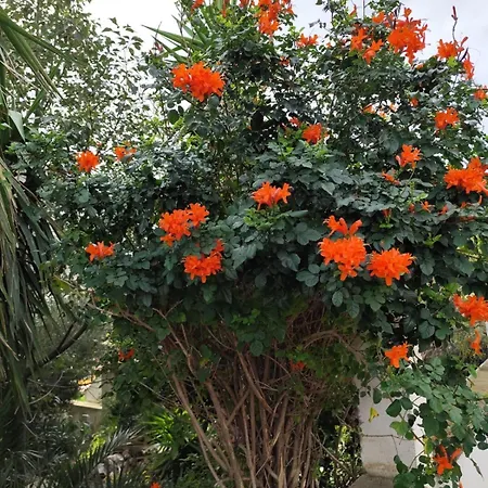 Easy Wind كالا غونوني