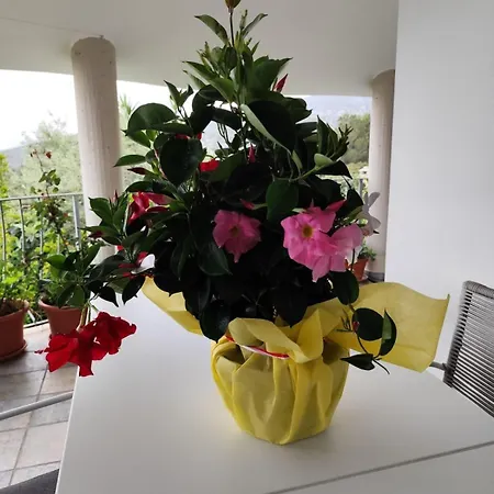 Easy Wind كالا غونوني